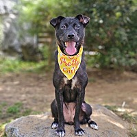 adopt-pet