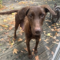 Rubirosa, Flat-Coated Retriever