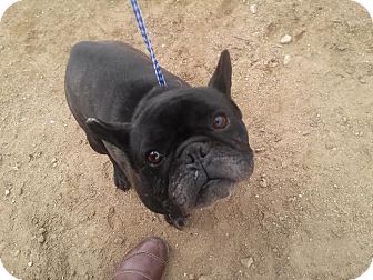 valley french bulldog