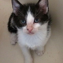 Photo of White & Black male kitten PPB