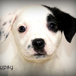Thumbnail photo of Gypsy~adopted! #4