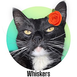 Thumbnail photo of Whiskers #1