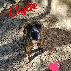 Thumbnail photo of Clyde #1