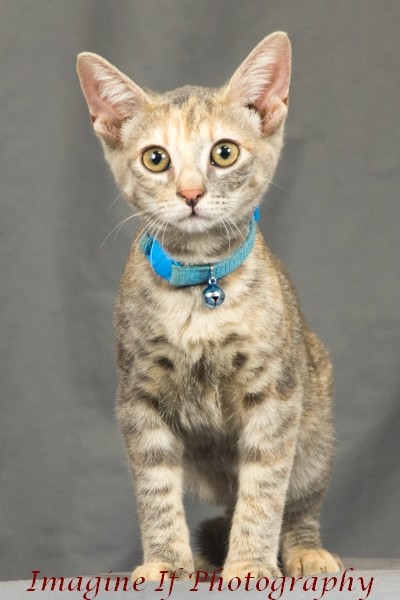 Oklahoma City Ok Calico Meet Bubbles A Pet For Adoption
