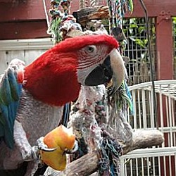 Thumbnail photo of ANGIE  GREENWING Macaw #3