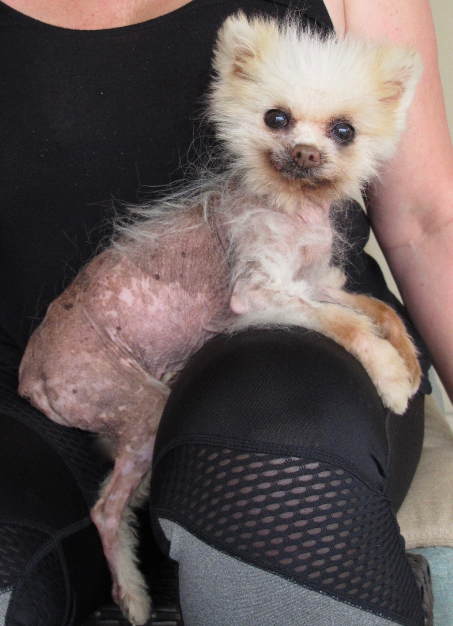 hairless pomeranian