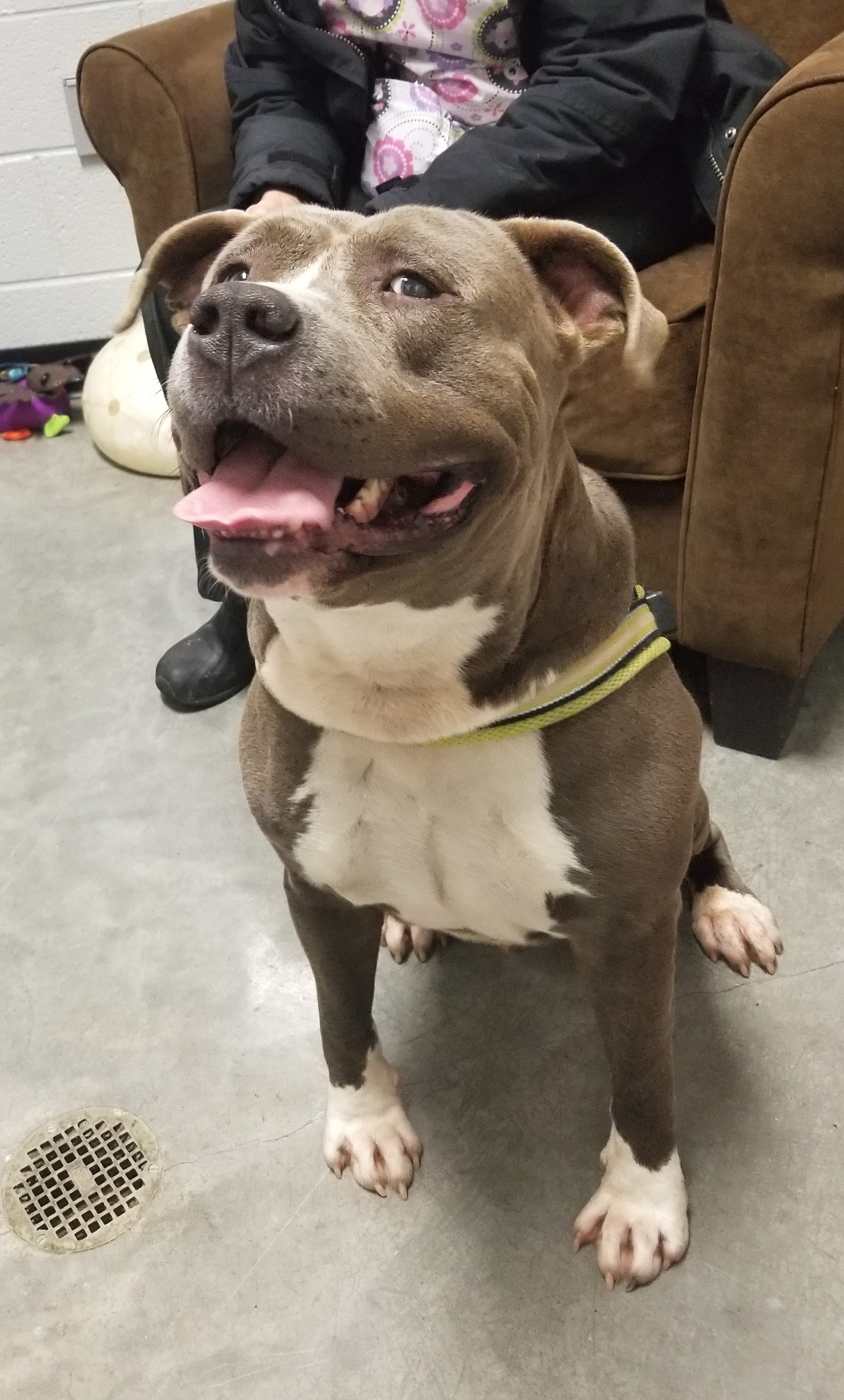 adopt a pet com