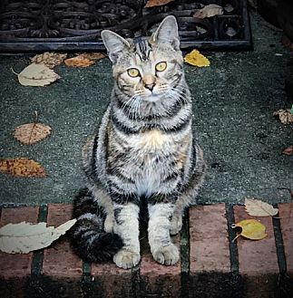 Adopt A Pet Petsmart Charities