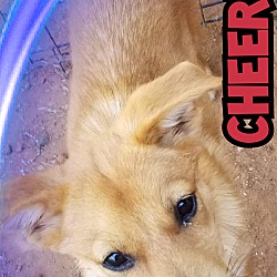 Photo of Cheerio
