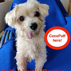Thumbnail photo of CocoPuff #1