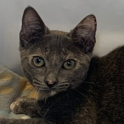 Photo of Sugar Plum
