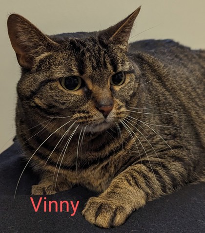 Photo of Vinny