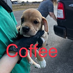 Photo of Coffee - (Gracie's pup #6)