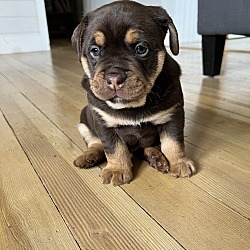 Photo of Duke - adoption pending