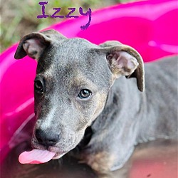 Thumbnail photo of Izzy #1