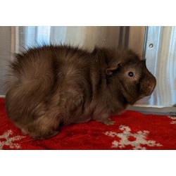 Thumbnail photo of HERSHEY #2