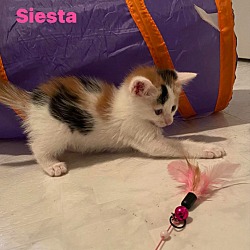 Thumbnail photo of Siesta #3