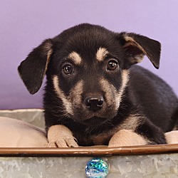 Thumbnail photo of Astrology Litter - Taurus #2