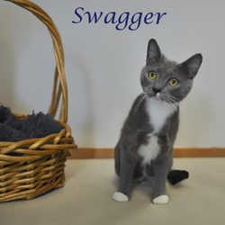 Thumbnail photo of Swagger C24-270 #3