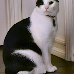 bonded pet photo