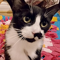adopt a pet