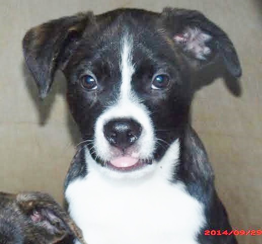 shepherd and terrier mix