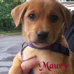 Photo of Maury