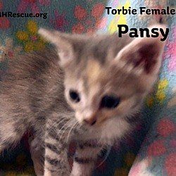 Thumbnail photo of Pansy #4