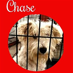 Photo of Chase pending adoption