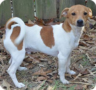 Staunton Va Jack Russell Terrier Meet Castle A Pet For Adoption