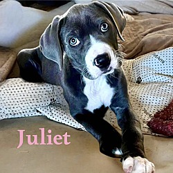 Photo of JULIET