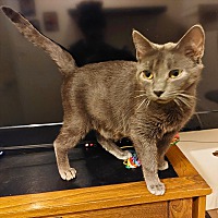 adopt a pet