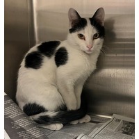 adopt-pet