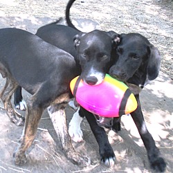 Thumbnail photo of Men in Black pups #3