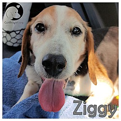 Thumbnail photo of Ziggy #1
