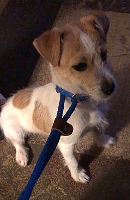 jack russell houston