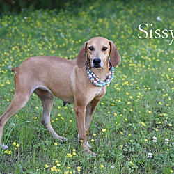 Thumbnail photo of Sissy #3