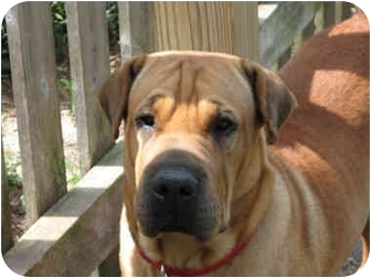 shar pei bloodhound mix