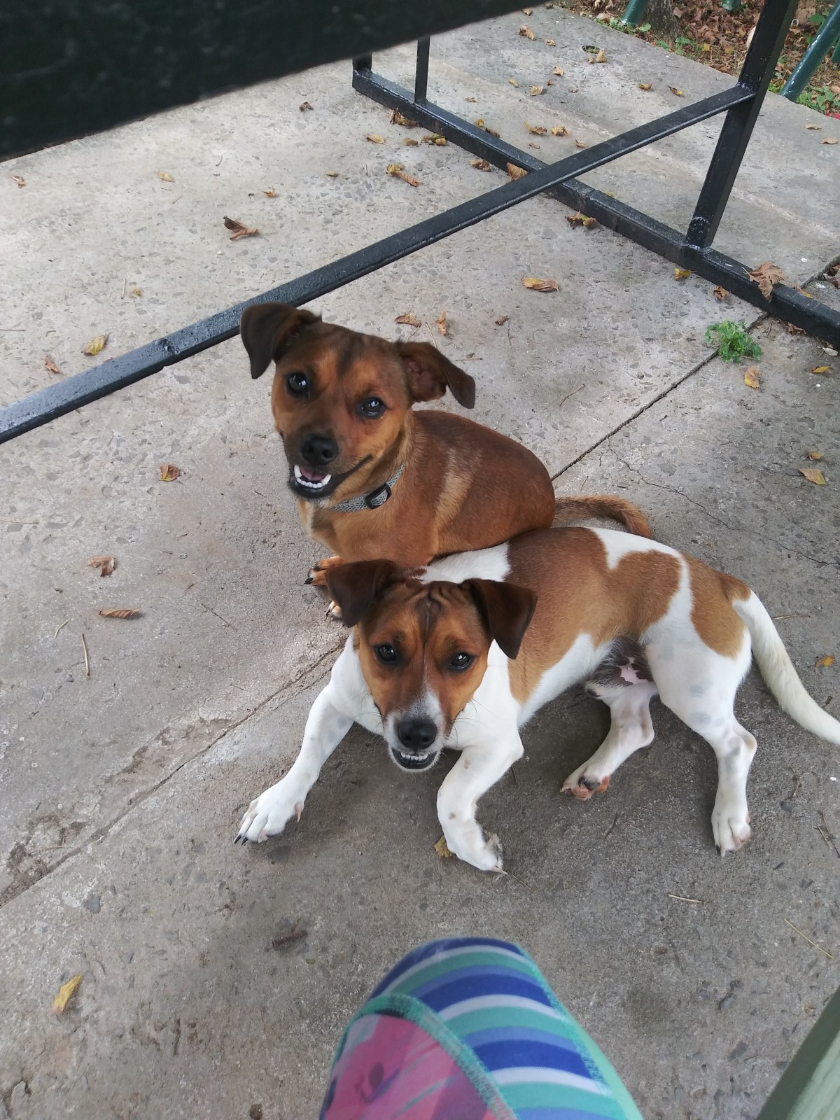 Adopt max a Brown/Chocolate Jack Russell Terrier / Mixed dog in