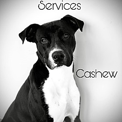 Photo of Cashew