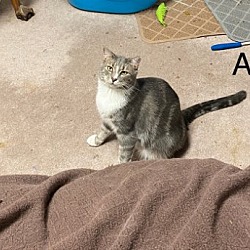 Thumbnail photo of Al (21-468) #3