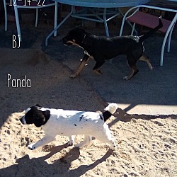 Thumbnail photo of Panda -adopted 12-17-22! (of BJ's pups) #3