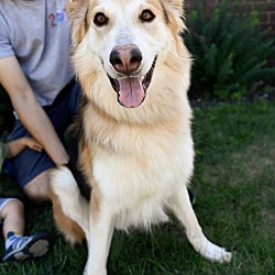 Photo of Briggs *ADOPTION PENDING*