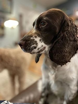 Bellingham, WA - Cocker Spaniel. Meet Kit a Pet for Adoption ...