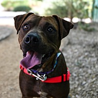 adopt a pet