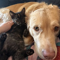 adopt a pet
