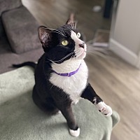 adopt a pet