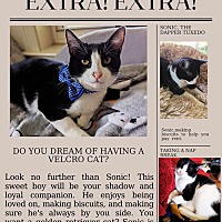 adopt a pet