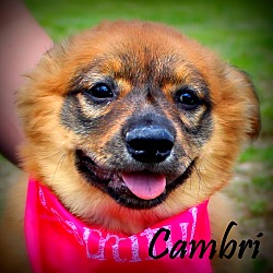 Thumbnail photo of Cambri~adopted! #1