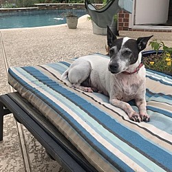 Photo of Sparky